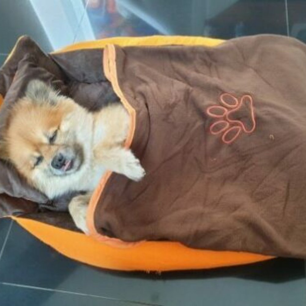 Washable Bed w Free Pillow & Blanket for Pet Dog - Picture 12 of 12